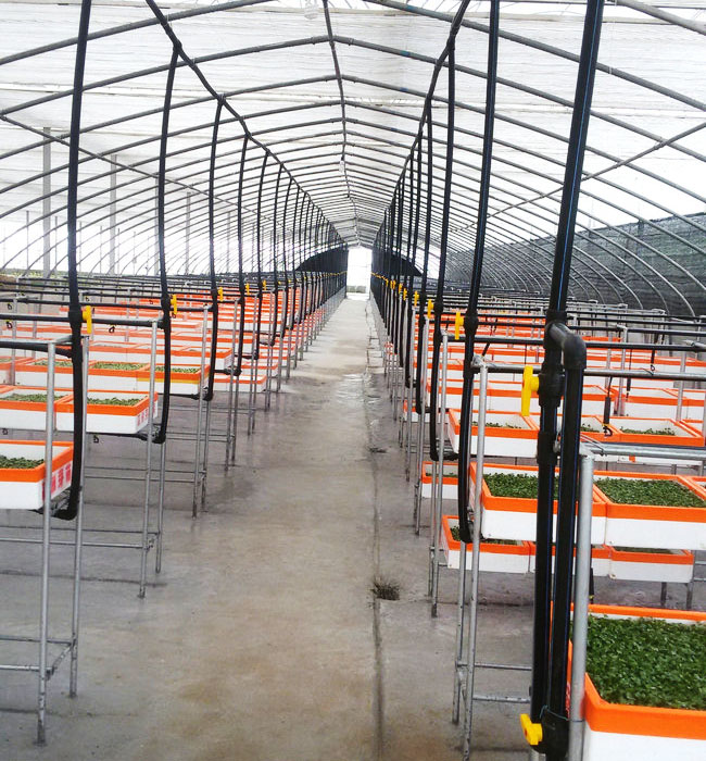 芽苗菜生產(chǎn)及培訓02